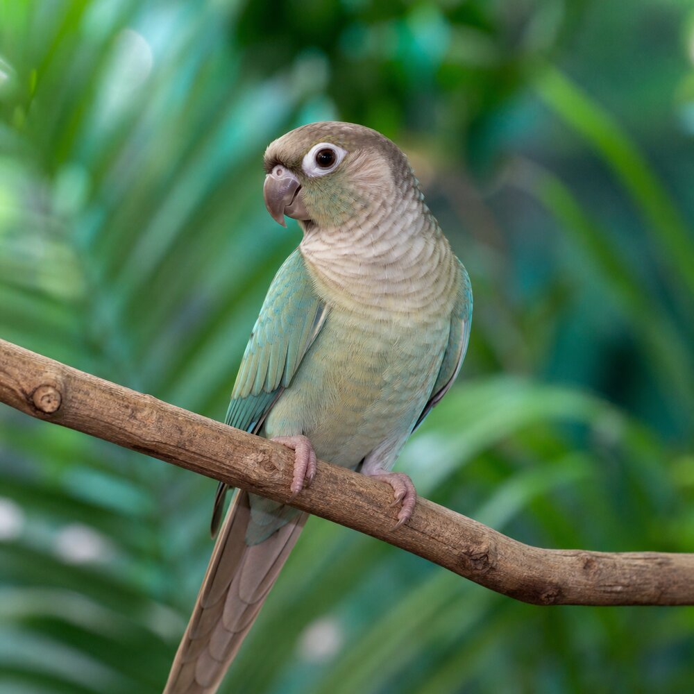 Pico